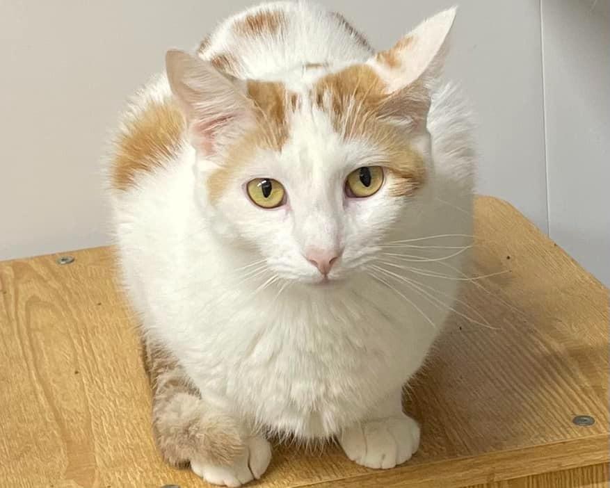 Enlarge Sophie, a Adoptable mixed breed in Pittsfield, IL image 4/4