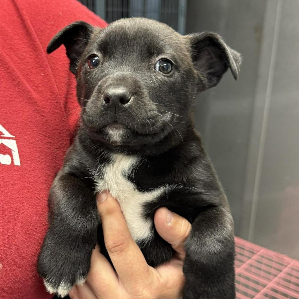 Enlarge Emily Prentiss, a Adoptable Mixed Breed in Martinsville, VA image 1/1