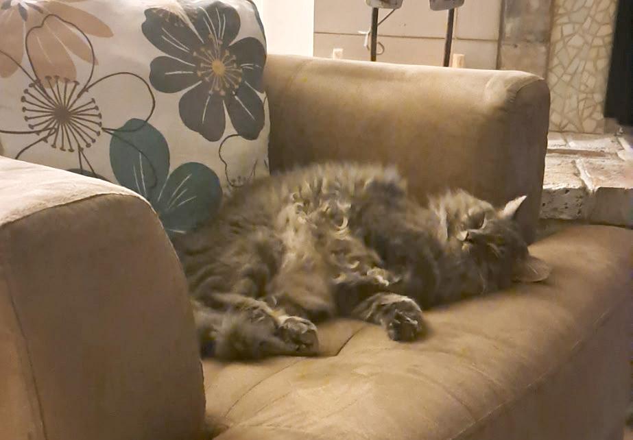 Enlarge Princess, a ADOPTABLE mixed breed in Hilton Head Island, SC image 2/4