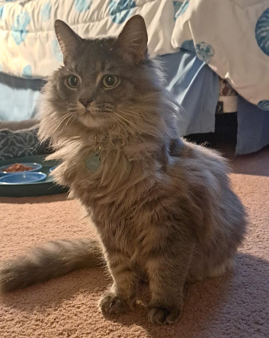 Enlarge Princess, a ADOPTABLE mixed breed in Hilton Head Island, SC image 3/4