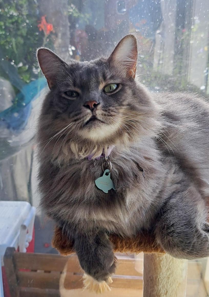 Enlarge Princess, a ADOPTABLE mixed breed in Hilton Head Island, SC image 1/4