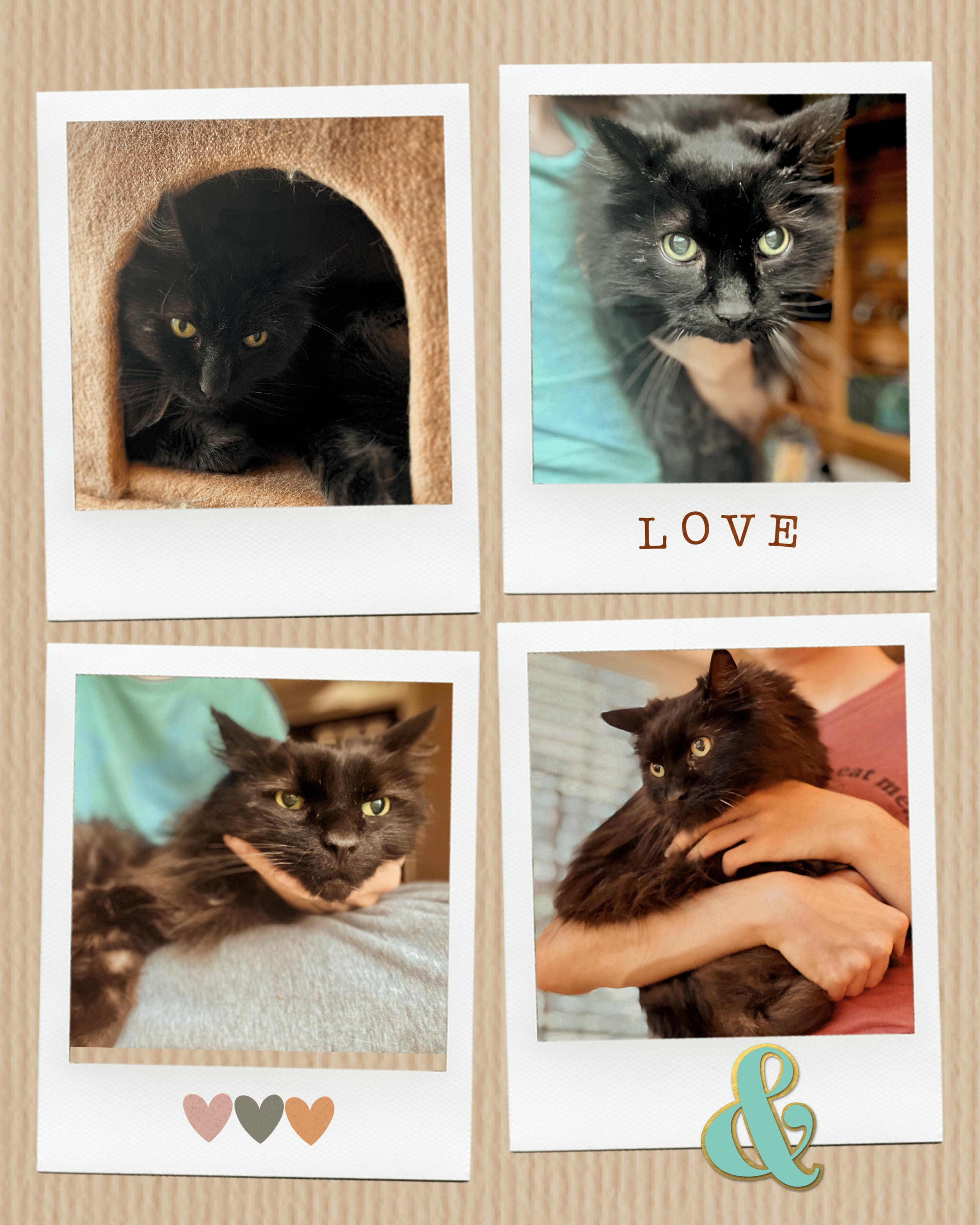 Enlarge Nicholas & Sophie, a Adoptable Norwegian Forest Cat in valparaiso, IN image 2/2