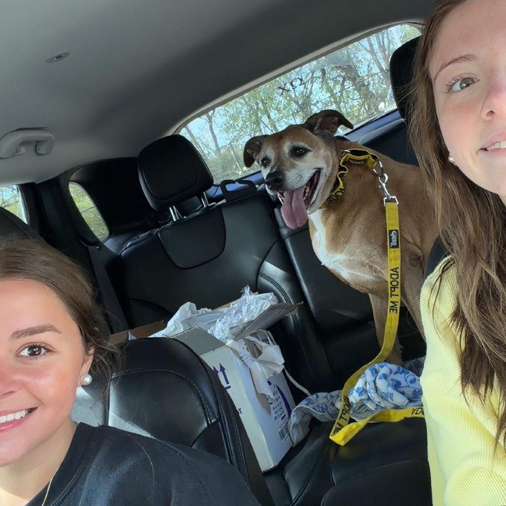 Chloe, Adoptable, Senior Female Labrador Retriever.