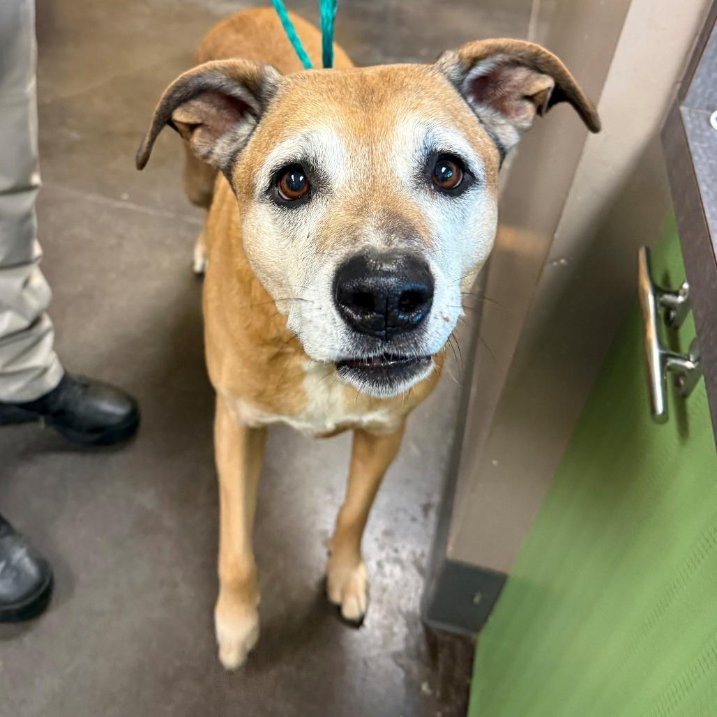Chloe, a Adoptable Labrador Retriever in Norman, OK image 3/6