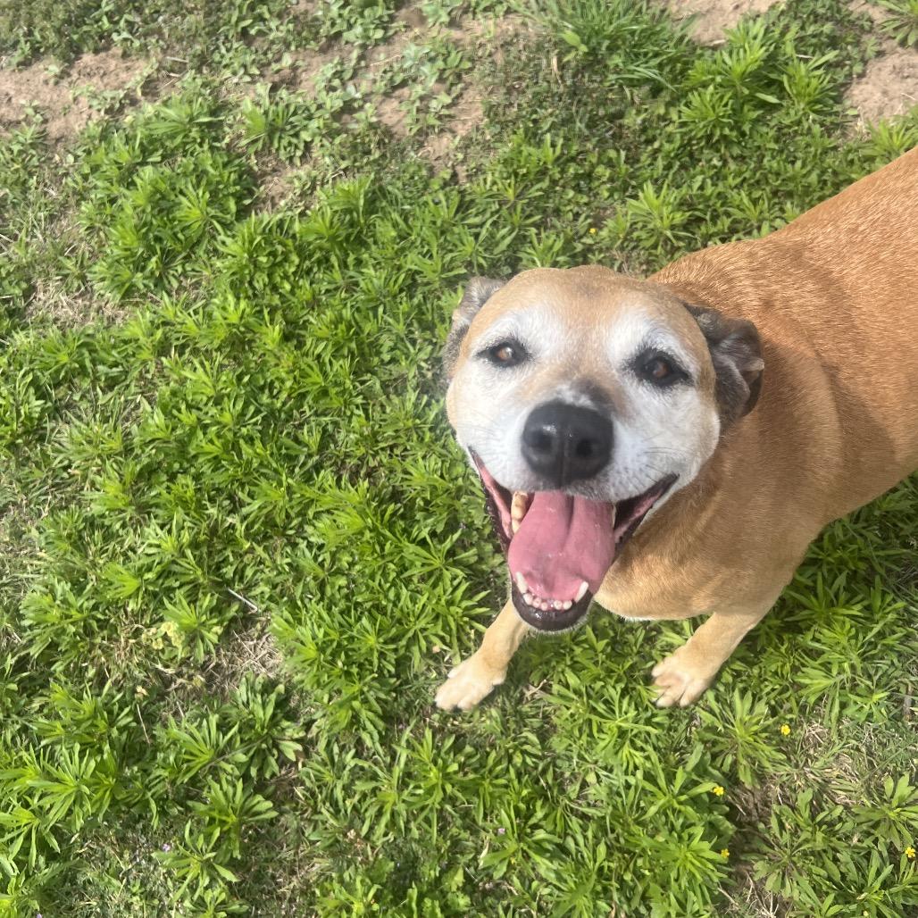 Chloe, a Adoptable Labrador Retriever in Norman, OK image 4/6