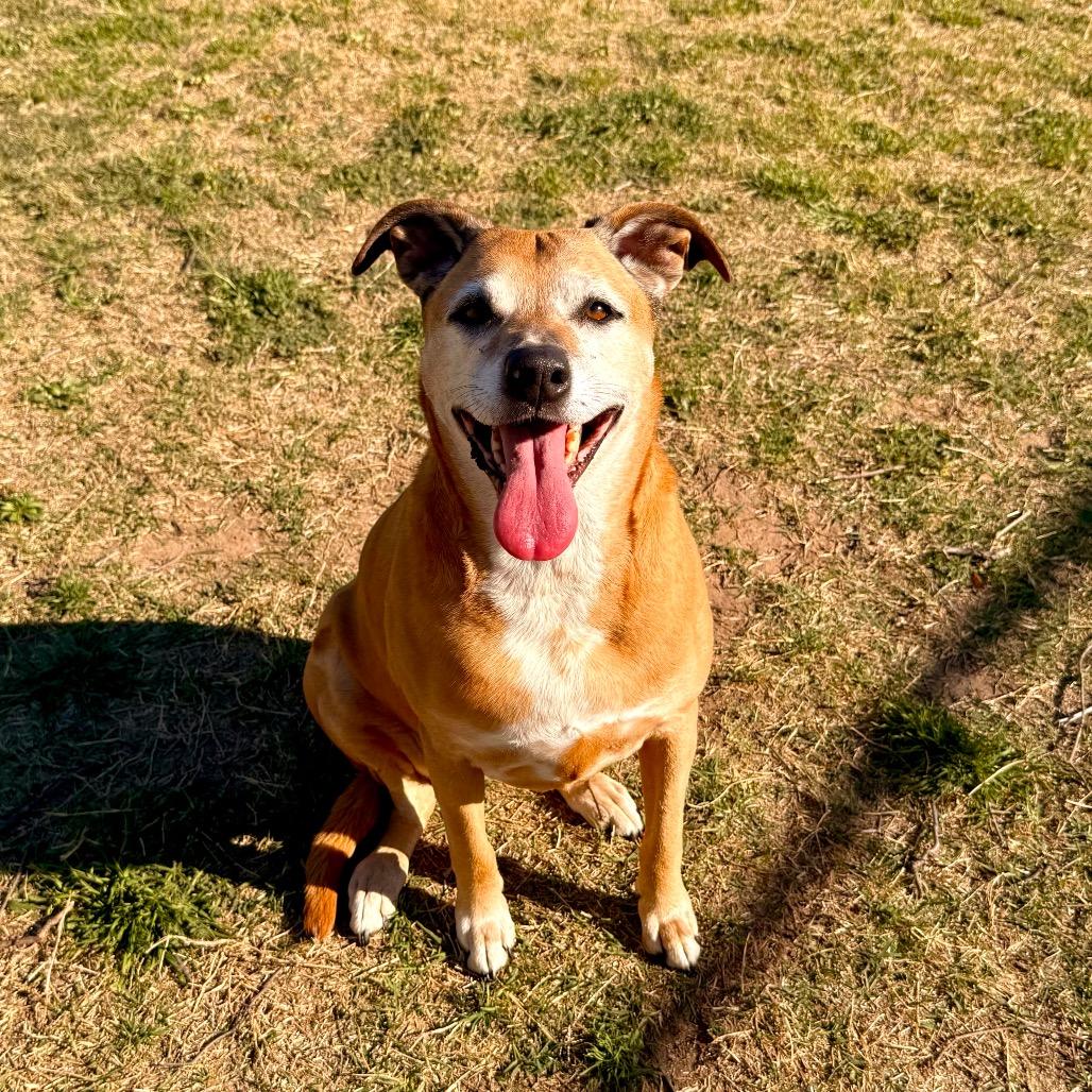 Chloe, a Adoptable Labrador Retriever in Norman, OK image 6/6