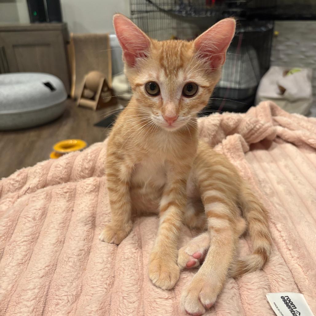 Puss-n-Boots, Adoptable, Kitten Male Domestic Short Hair.