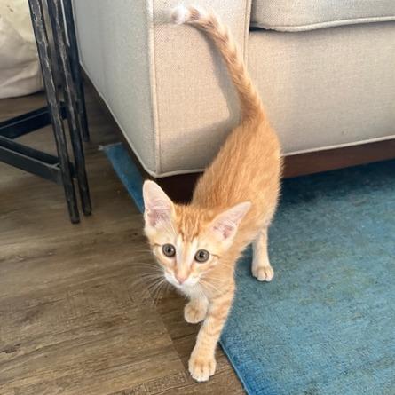 Puss-n-Boots, a Adoptable Domestic Short Hair in Escondido, CA image 2/6