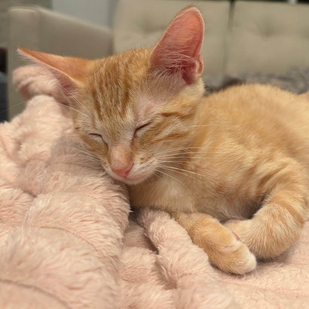 Puss-n-Boots, a Adoptable Domestic Short Hair in Escondido, CA image 3/6