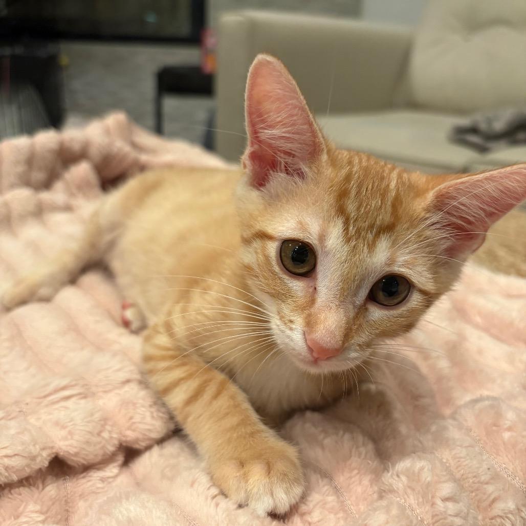 Puss-n-Boots, a Adoptable Domestic Short Hair in Escondido, CA image 4/6