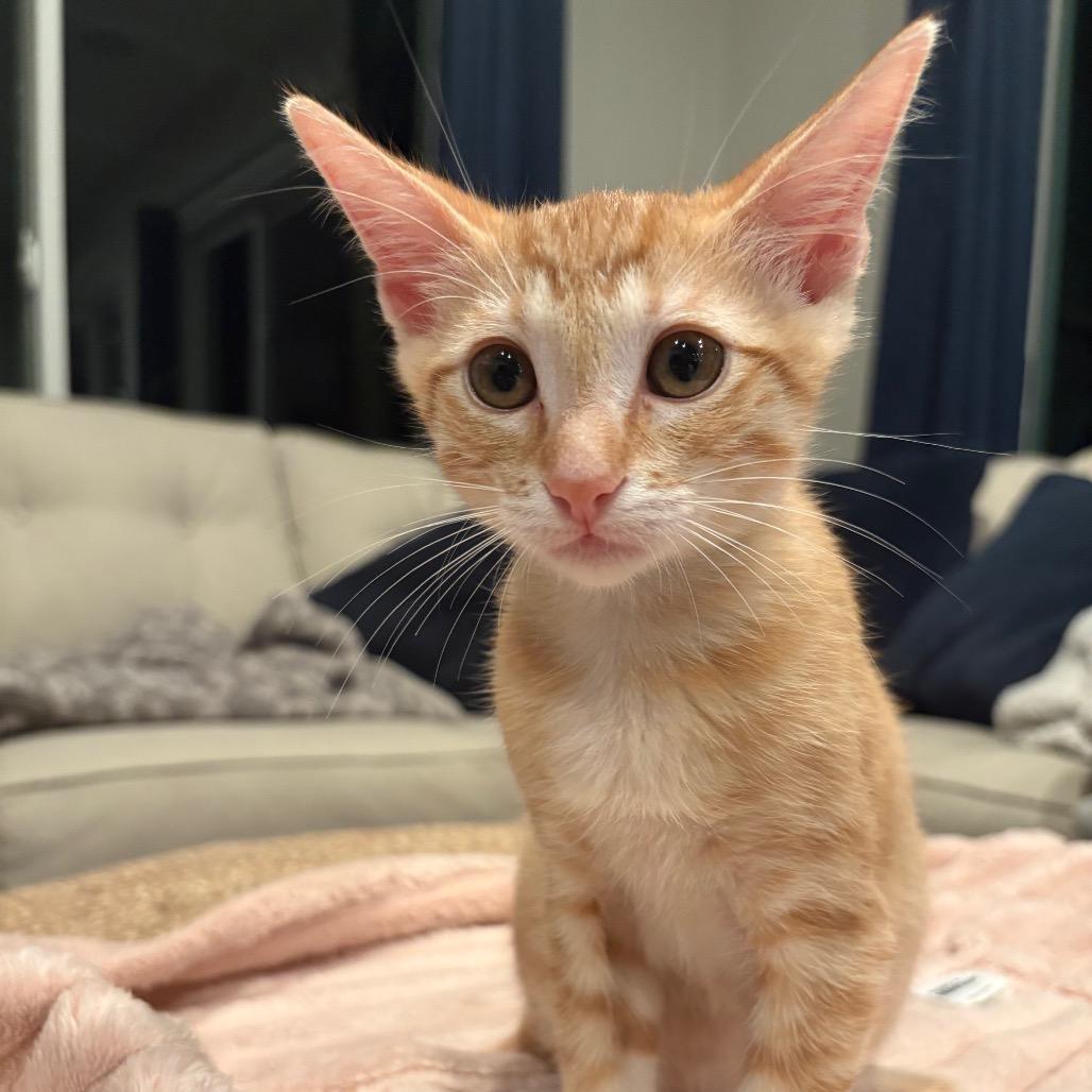Puss-n-Boots, a Adoptable Domestic Short Hair in Escondido, CA image 5/6
