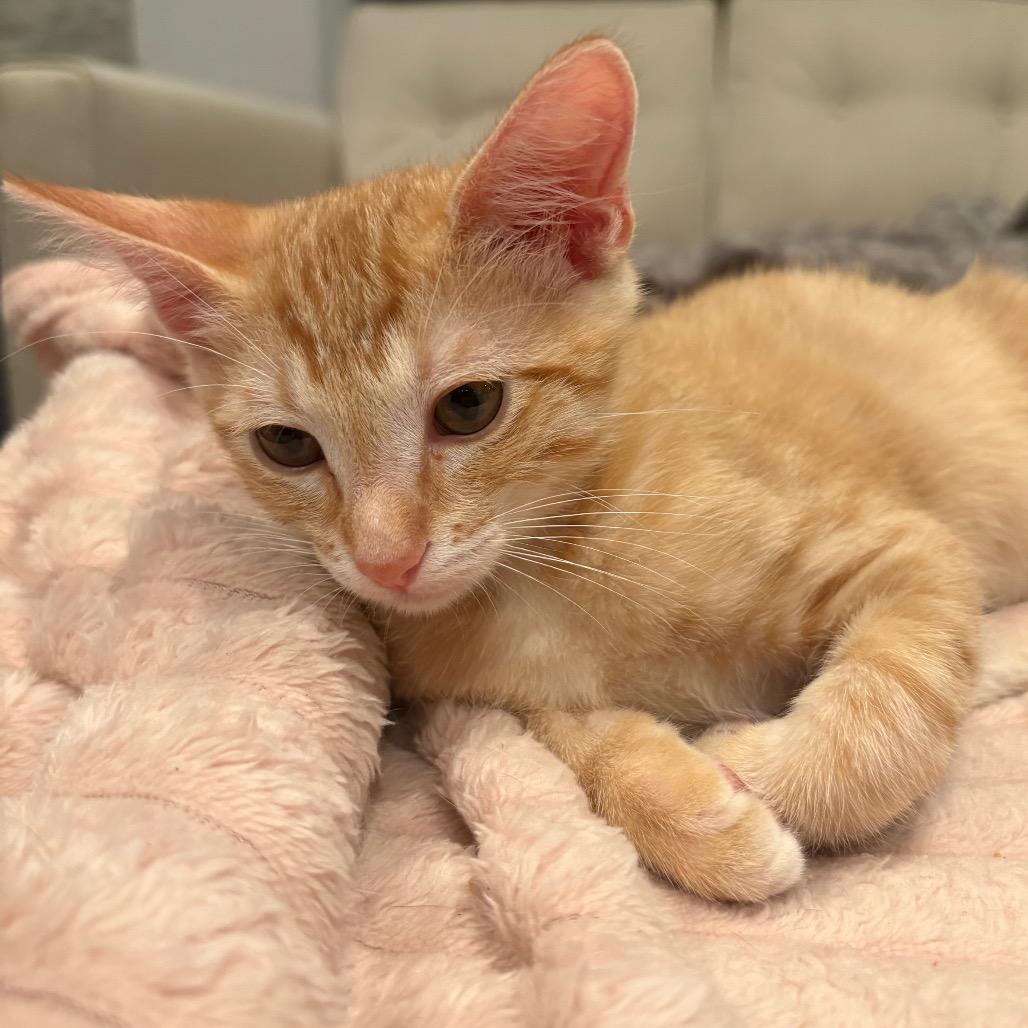 Puss-n-Boots, a Adoptable Domestic Short Hair in Escondido, CA image 6/6