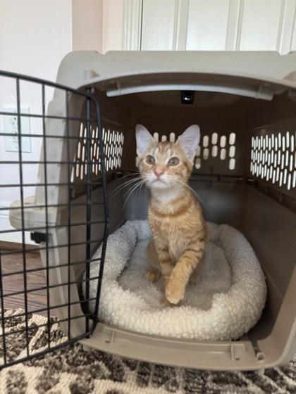 Douglas Fir, Adoptable, Young Male Domestic Short Hair & Domestic Short Hair.