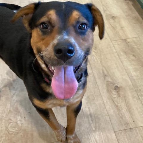 GUMBO, Adoptable, Adult Male Australian Cattle Dog / Blue Heeler & Mixed Breed.