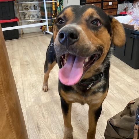 Enlarge GUMBO, a Adoptable mixed breed in Indiantown, FL image 2/6