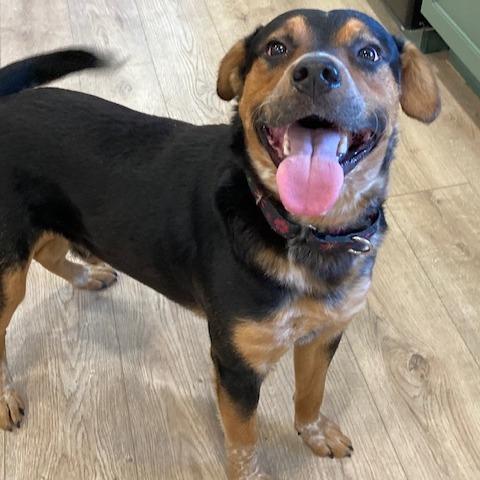 Enlarge GUMBO, a Adoptable mixed breed in Indiantown, FL image 3/6