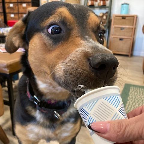 Enlarge GUMBO, a Adoptable mixed breed in Indiantown, FL image 4/6