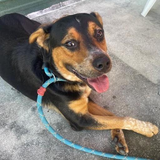 GUMBO, Adoptable, Adult Male Australian Cattle Dog / Blue Heeler & Mixed Breed.