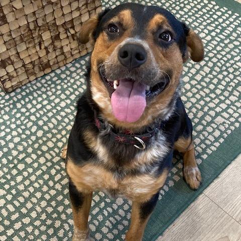 Enlarge GUMBO, a Adoptable mixed breed in Indiantown, FL image 5/6