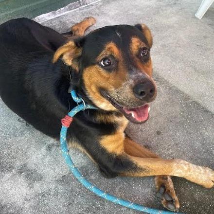 Enlarge GUMBO, a Adoptable mixed breed in Indiantown, FL image 2/3