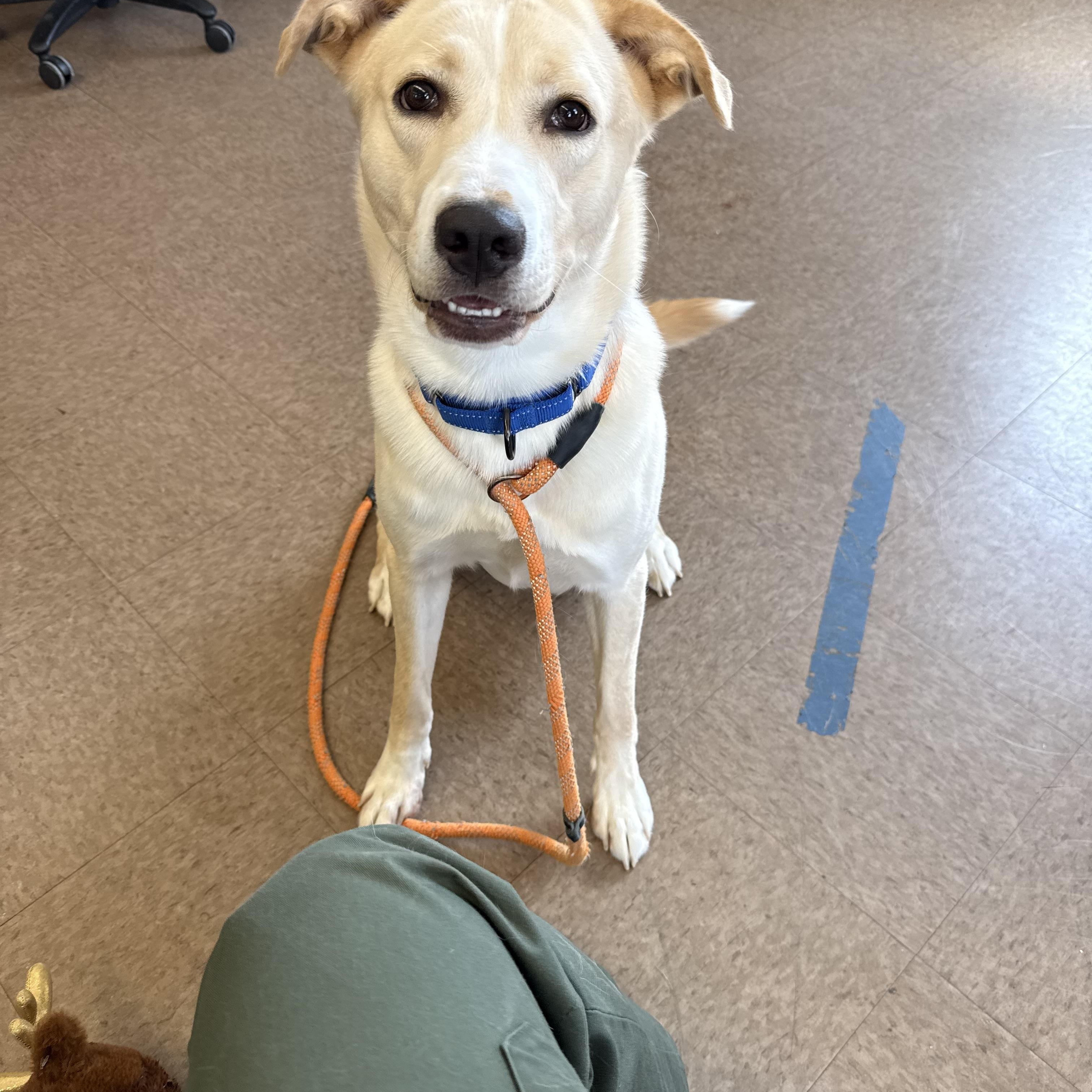 Panko, Adopted, Young Male Labrador Retriever & Husky.
