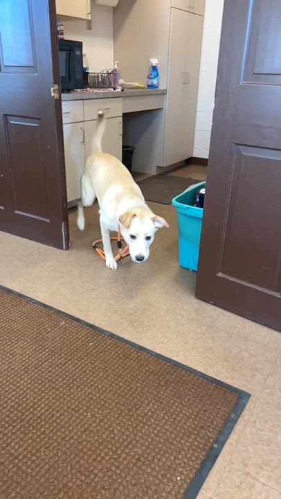 Enlarge Panko, a Adopted mixed breed in East Hartford, CT video 2/2