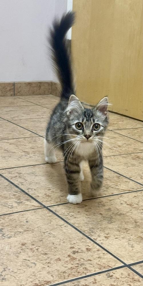 Mystery, Adoptable, Kitten Male Domestic Medium Hair.