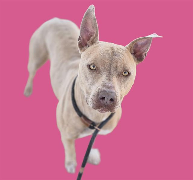 Enlarge BRITTANY, a Adoptable Pit Bull Terrier in Albuquerque, NM image 1/1