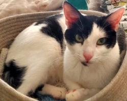 Enlarge Romeo, a Adopted Domestic Short Hair in Glendale, AZ image 1/3