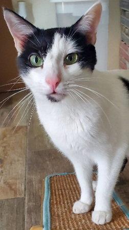 Enlarge Romeo, a Adopted Domestic Short Hair in Glendale, AZ image 2/3