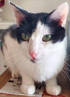 Enlarge Romeo, a Adopted Domestic Short Hair in Glendale, AZ image 3/3
