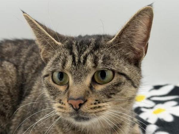 Enlarge Zatanna, a Adoptable mixed breed in Portland, OR image 1/1