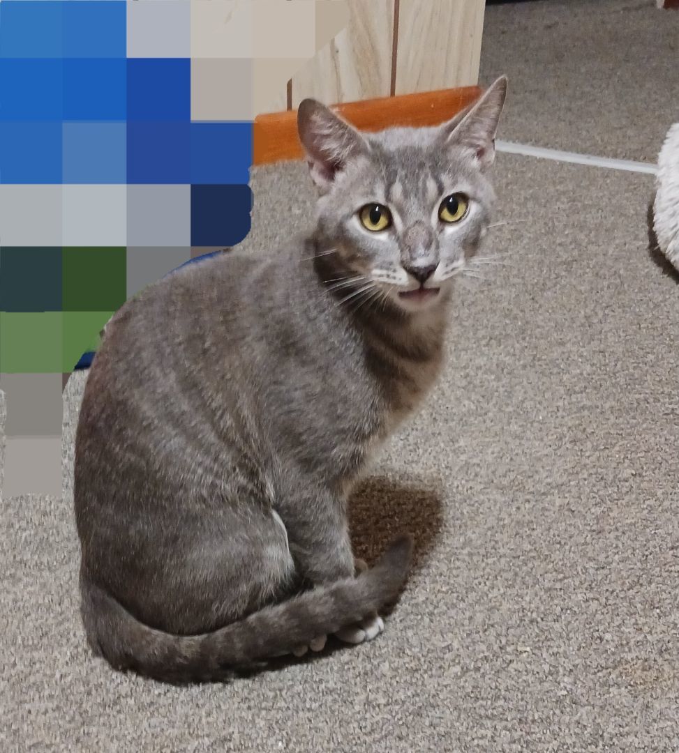 KRAMPUS, a Adoptable Domestic Short Hair in Nanticoke, PA image 4/6