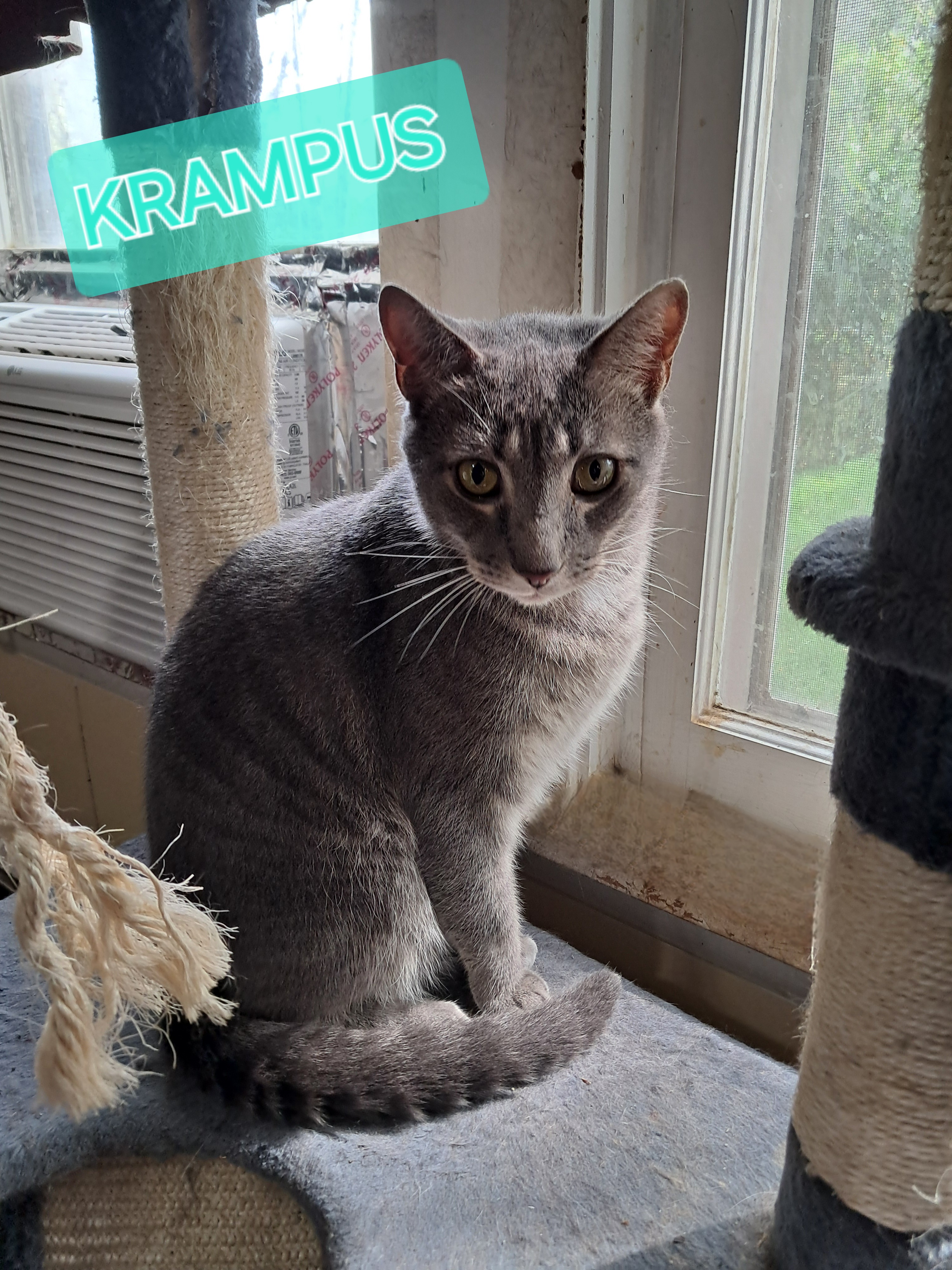 KRAMPUS, a Adoptable Domestic Short Hair in Nanticoke, PA image 3/6