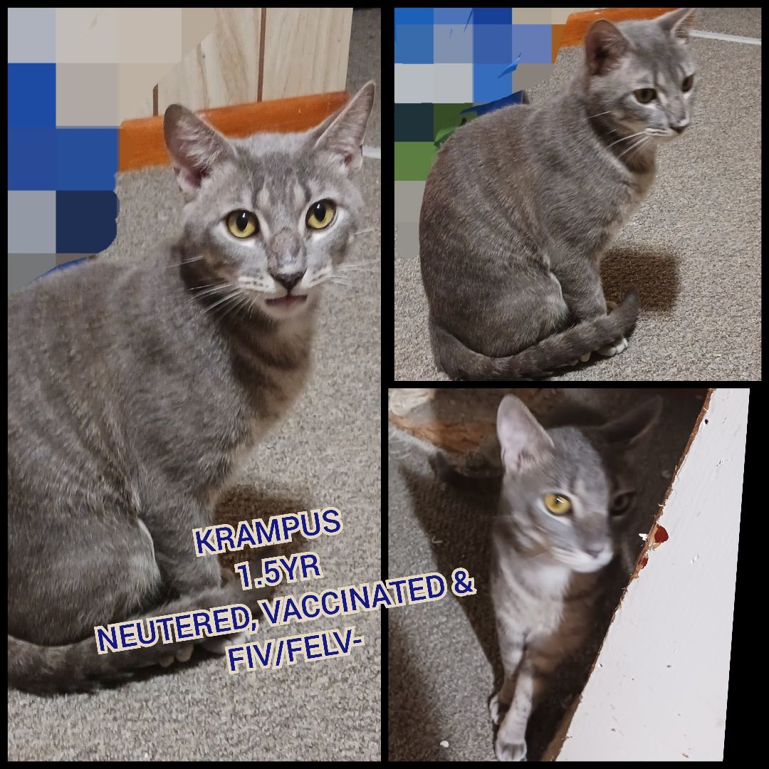 KRAMPUS, a Adoptable Domestic Short Hair in Nanticoke, PA image 5/6