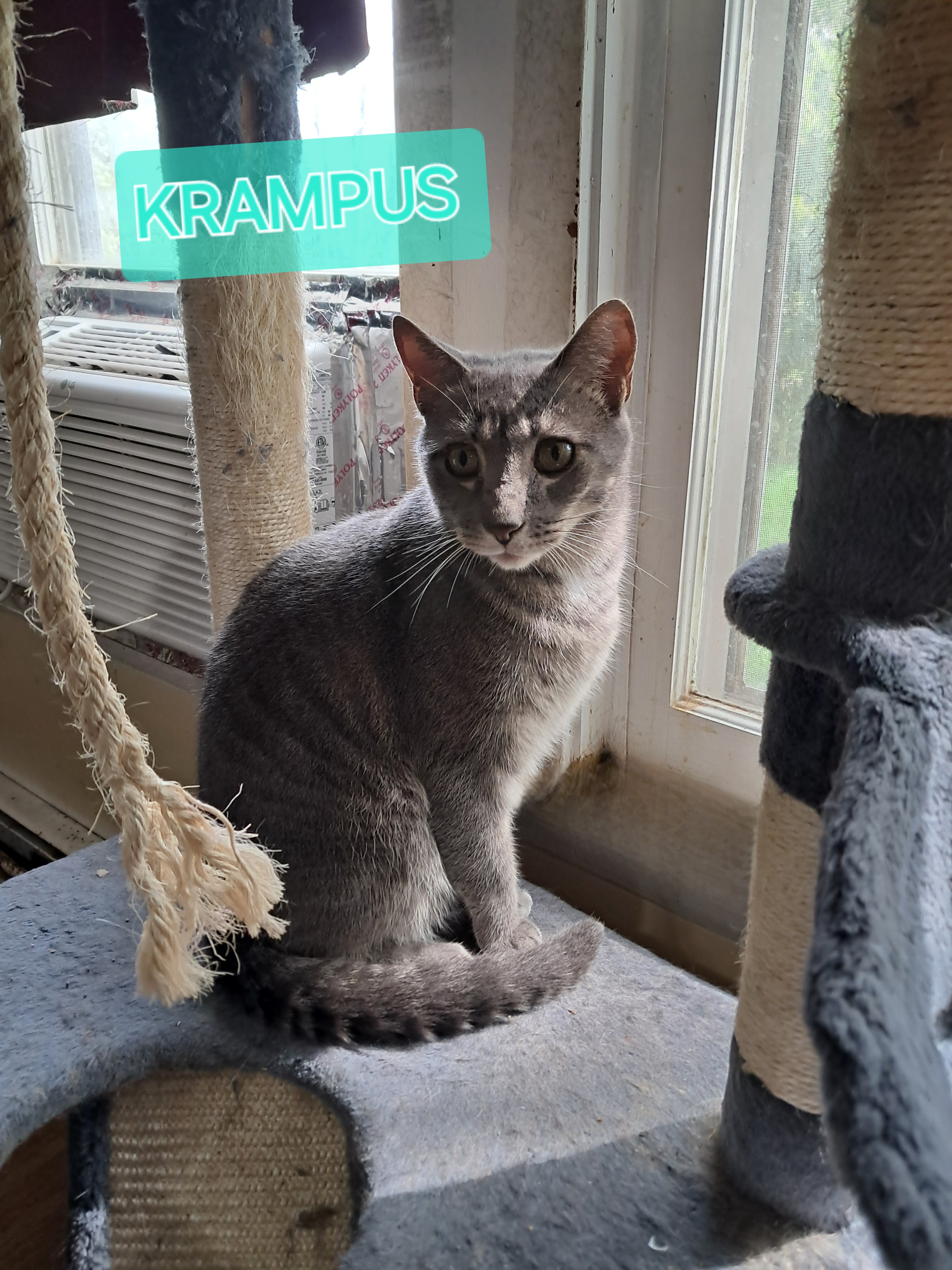 KRAMPUS, a Adoptable Domestic Short Hair in Nanticoke, PA image 2/6