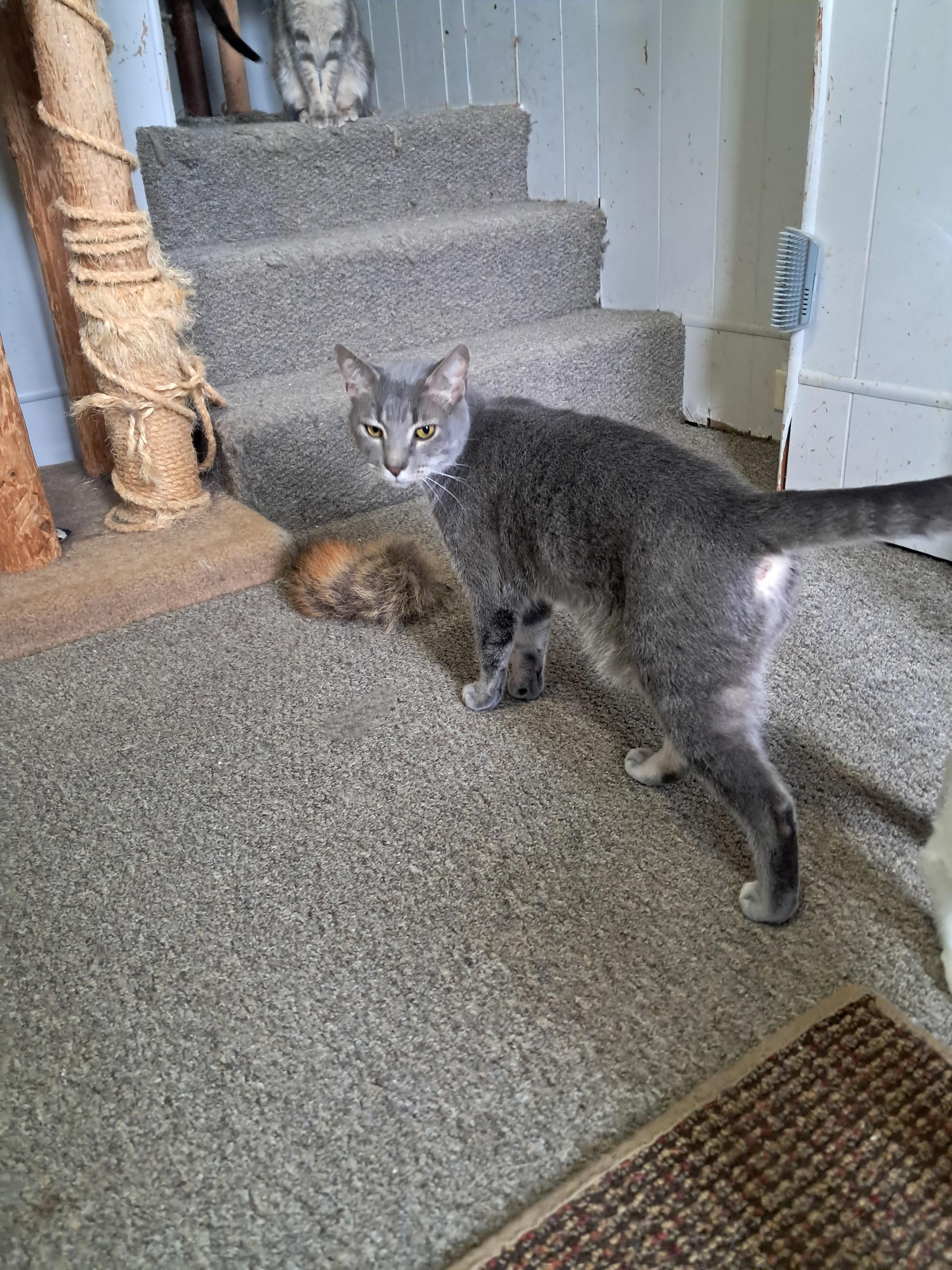 KRAMPUS, Adoptable, Adult Male Domestic Short Hair.