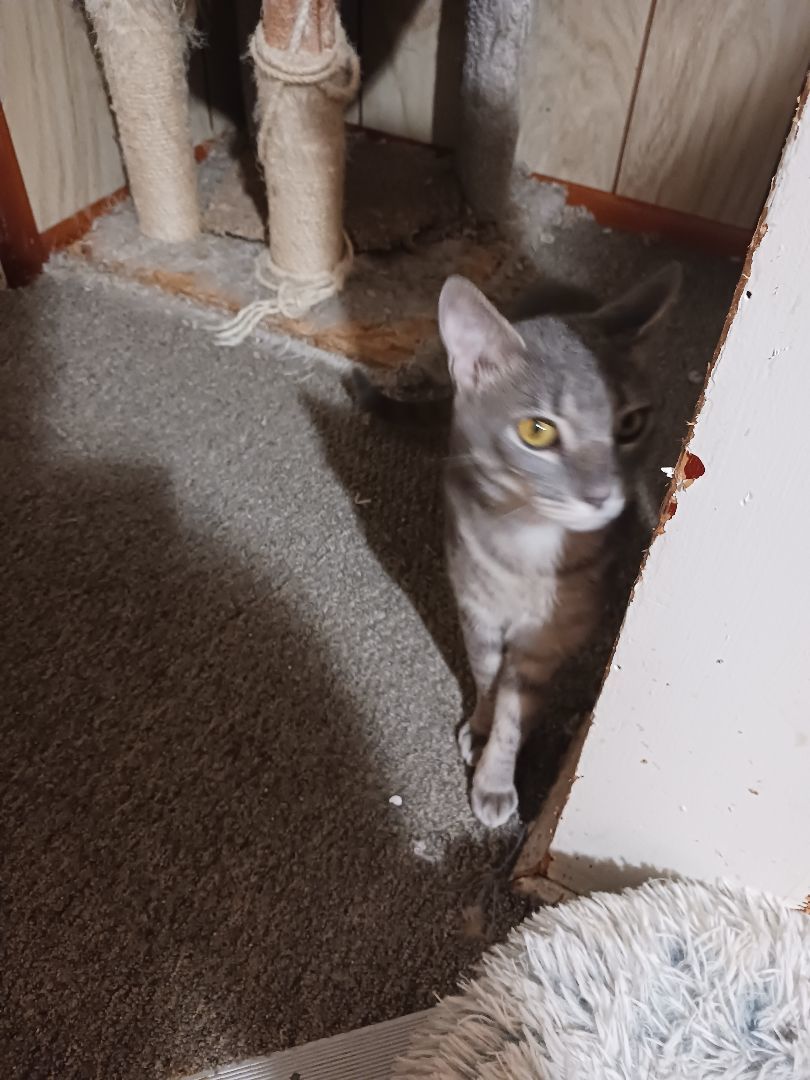 KRAMPUS, a Adoptable Domestic Short Hair in Nanticoke, PA image 6/6