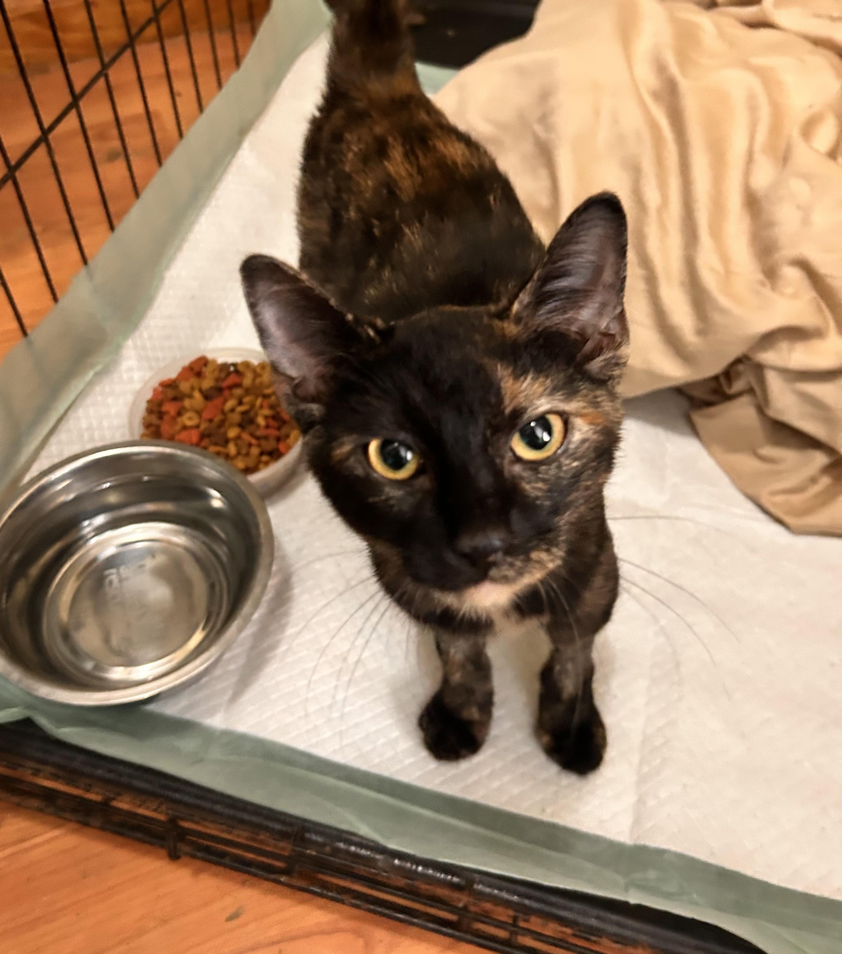 Jelli Roll, Adopted, Young Female Tortoiseshell.