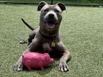 Solo, Adoptable, Adult Male Terrier & Mixed Breed.