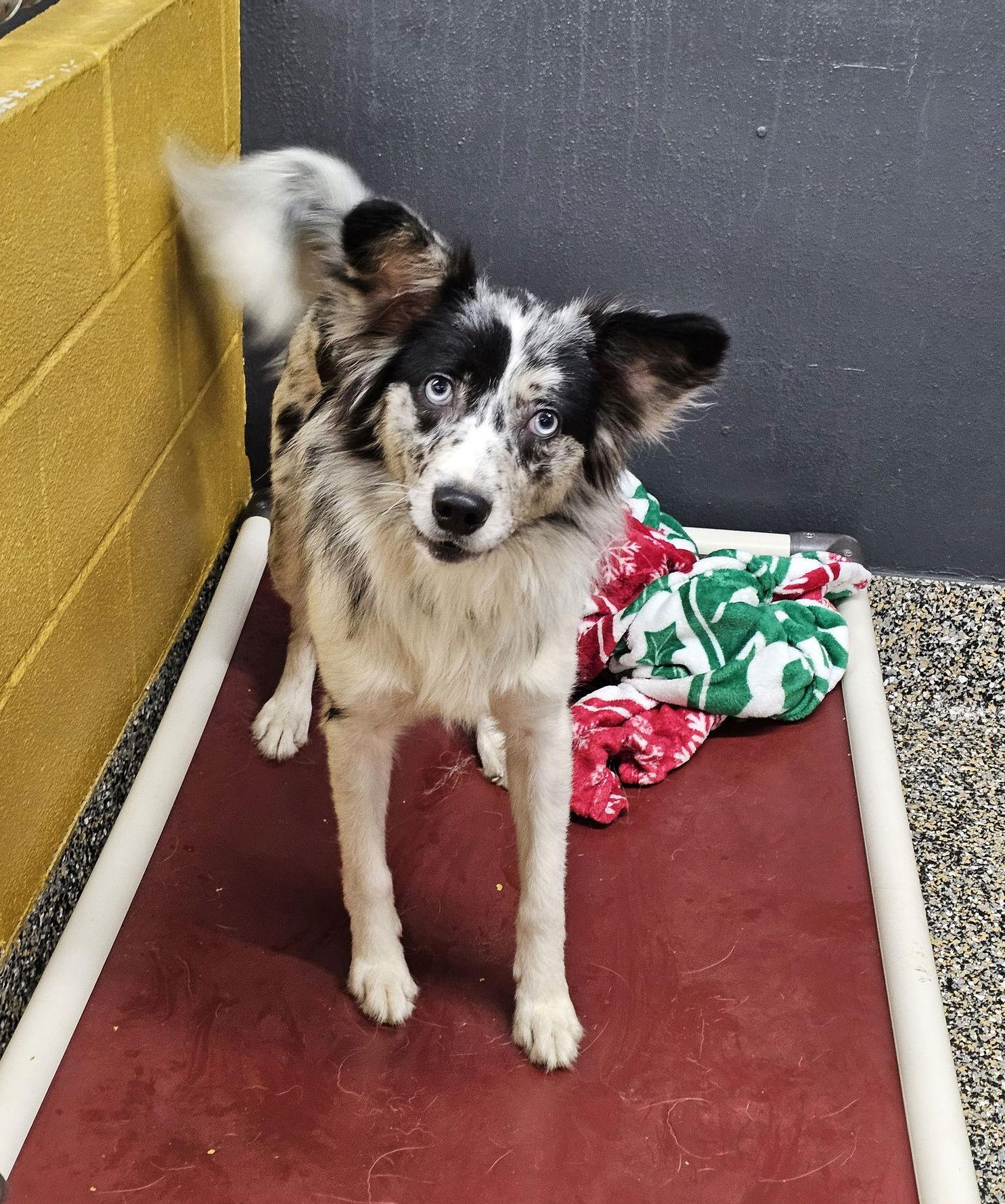 Stocking, Adoptable, Young Male Chihuahua.