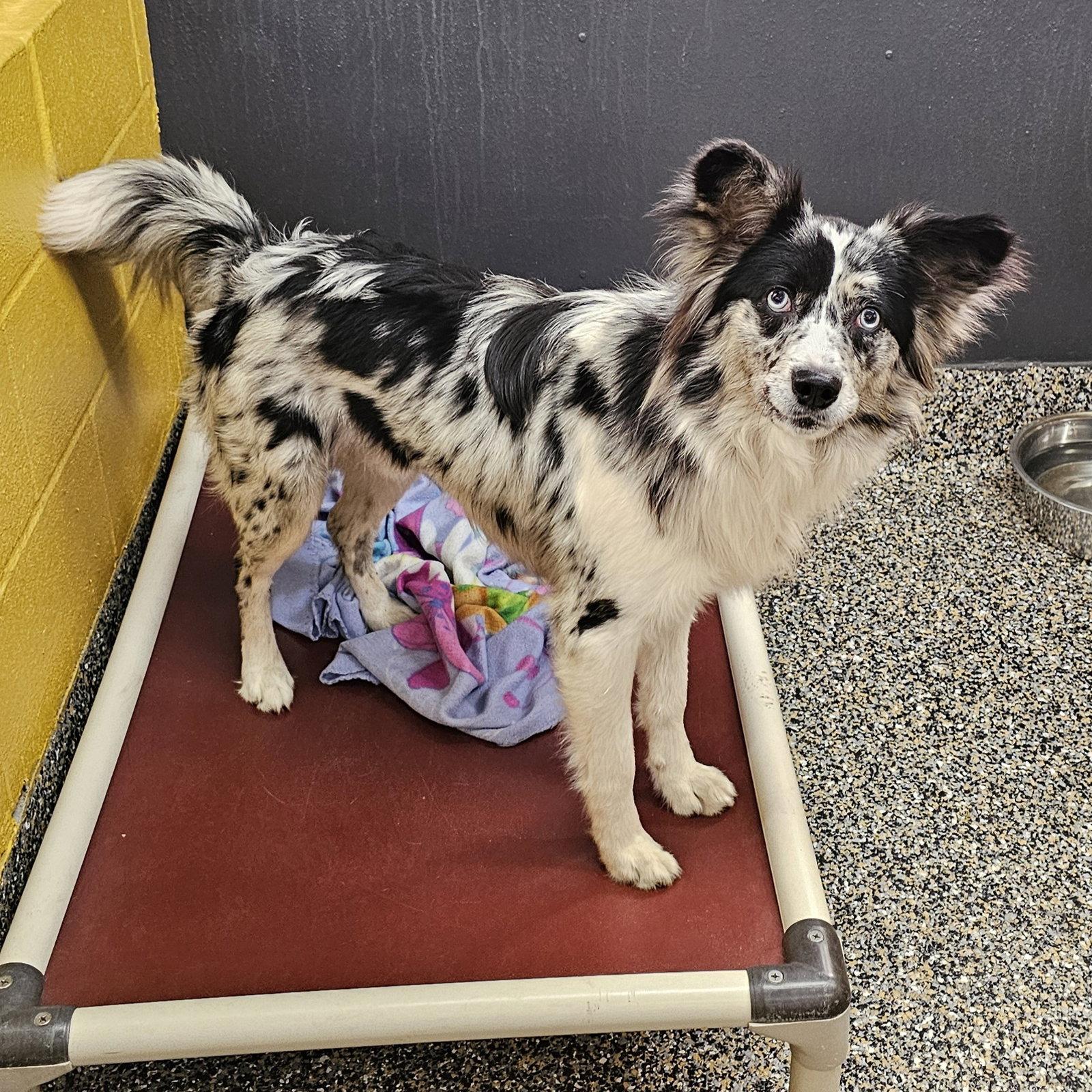 Enlarge Stocking, a Adoptable Chihuahua in Metairie, LA image 2/2