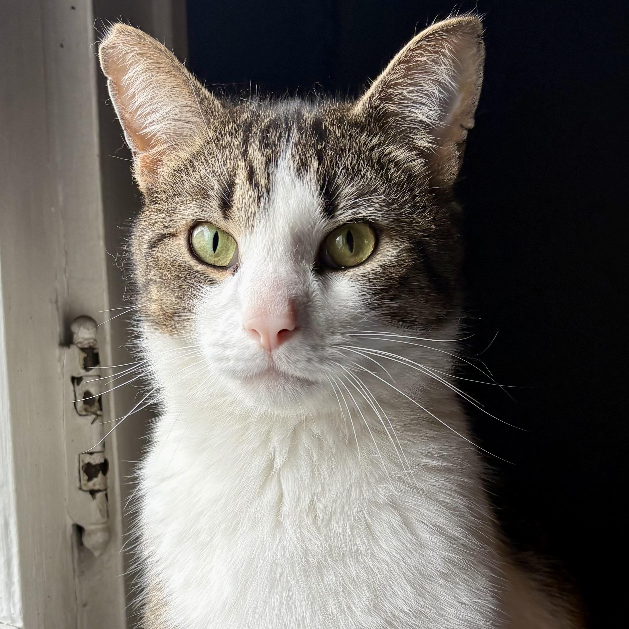 OG, ADOPTABLE, Young Male Domestic Short Hair.