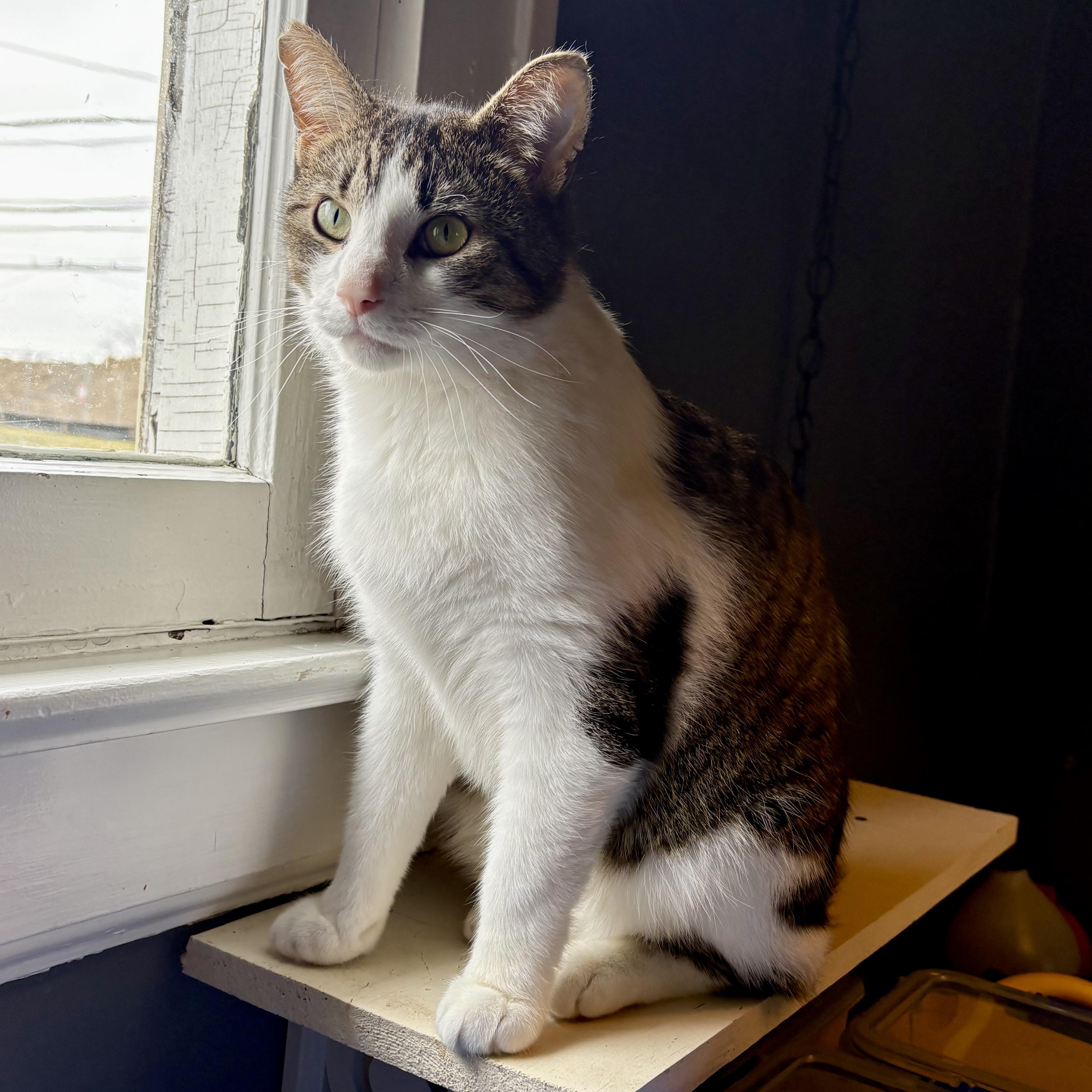 Enlarge OG, a ADOPTABLE Domestic Short Hair in Akron, OH image 2/3