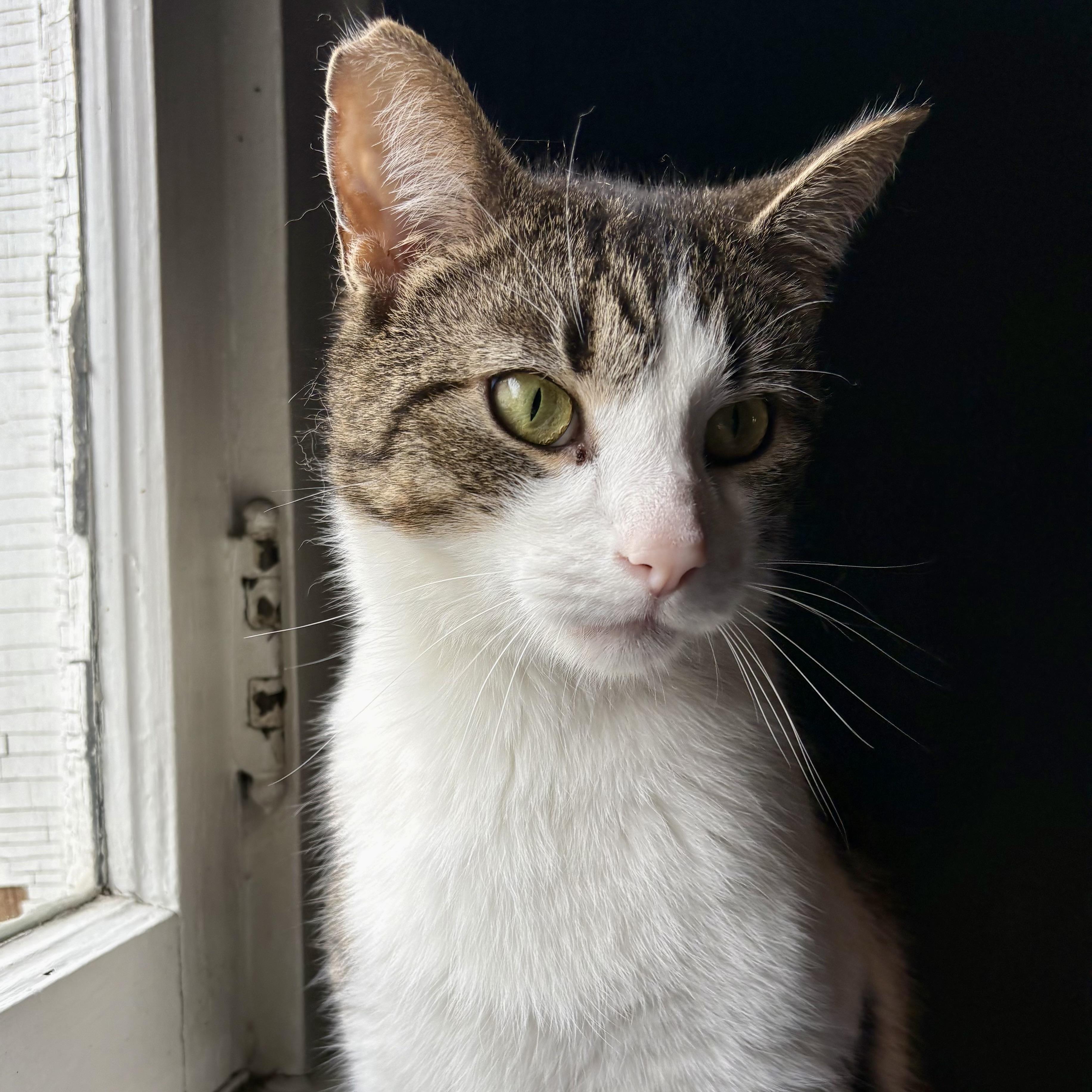 Enlarge OG, a ADOPTABLE Domestic Short Hair in Akron, OH image 3/3