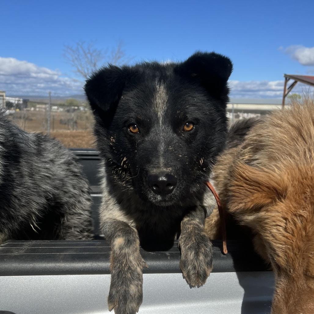 Enlarge Lobo, a Adoptable mixed breed in Taos, NM image 1/2