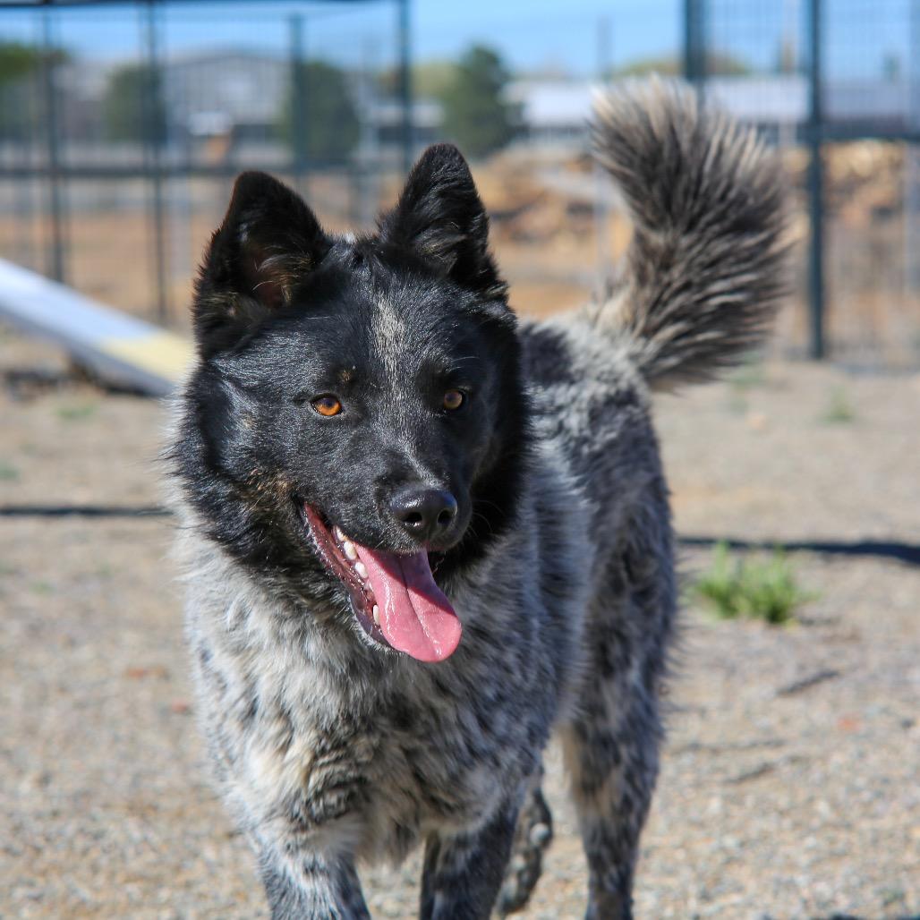 Enlarge Lobo, a Adoptable mixed breed in Taos, NM image 2/2