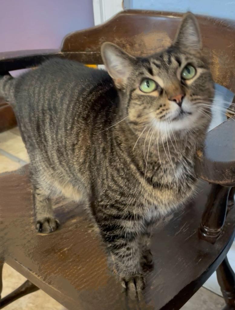 Enlarge Miss Kitty, a Adoptable mixed breed in Westfield, NY image 1/1