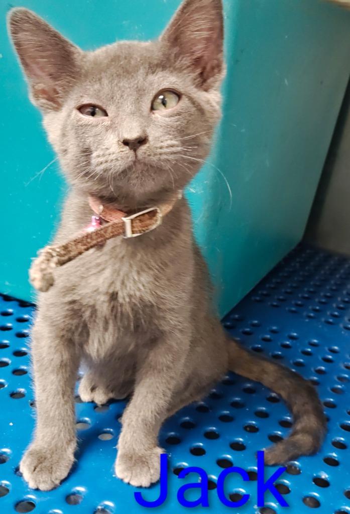 Jack, Adoptable, Kitten Male Domestic Short Hair.