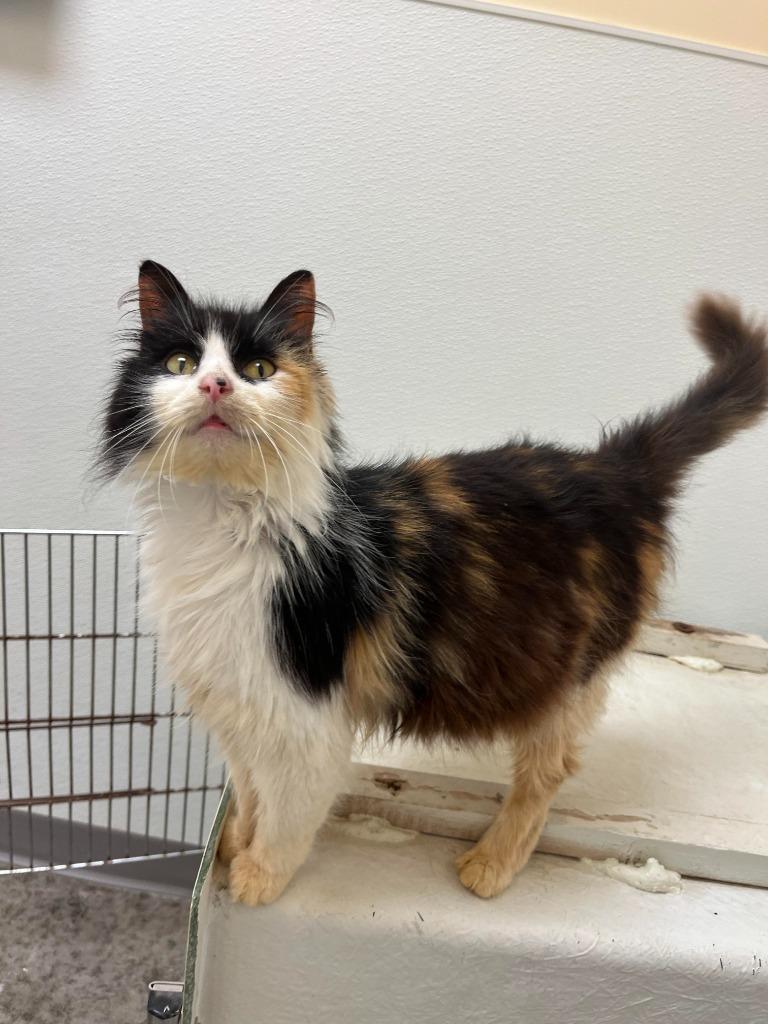 Enlarge Hazel, a Adoptable mixed breed in Clinton, SC image 1/3